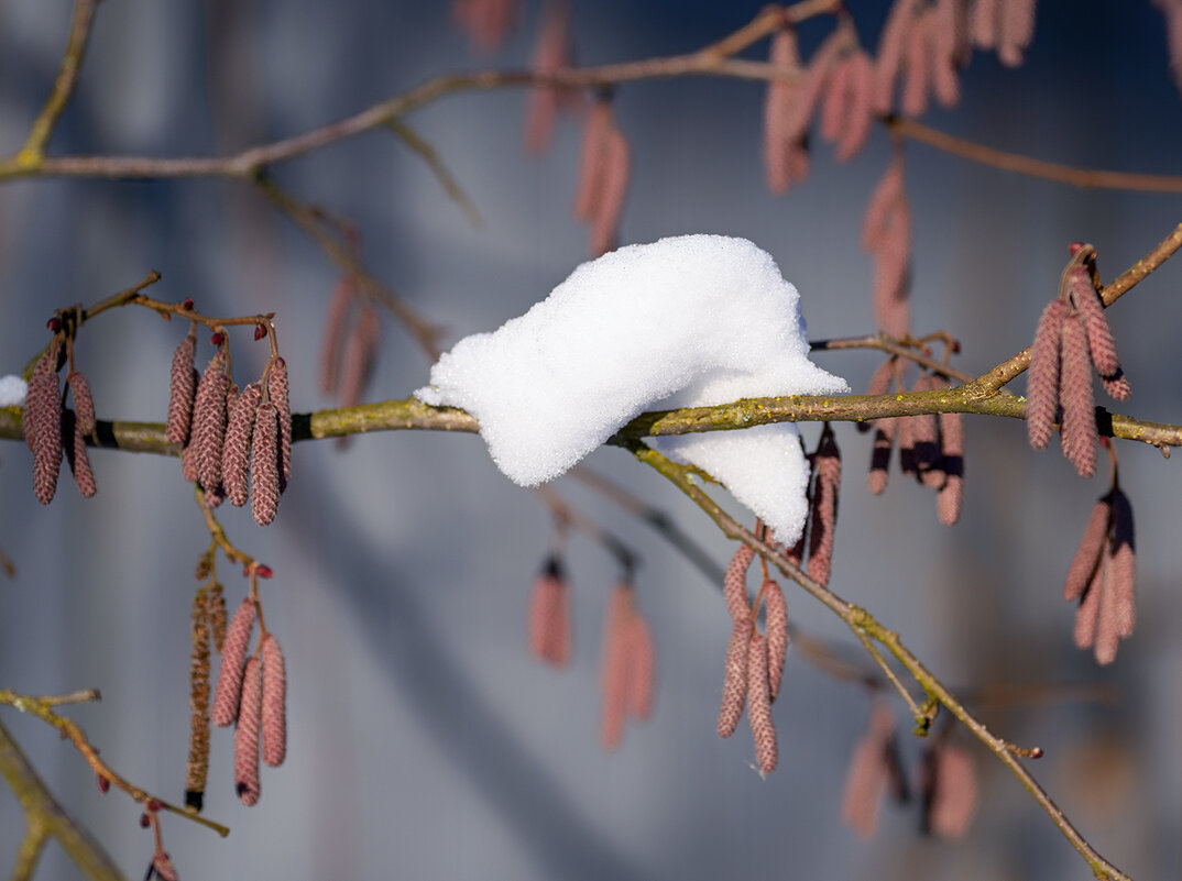 snow - Zinovi Seniak