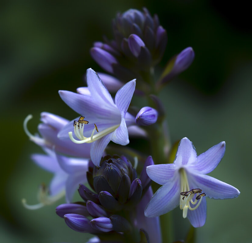 hosta - Zinovi Seniak