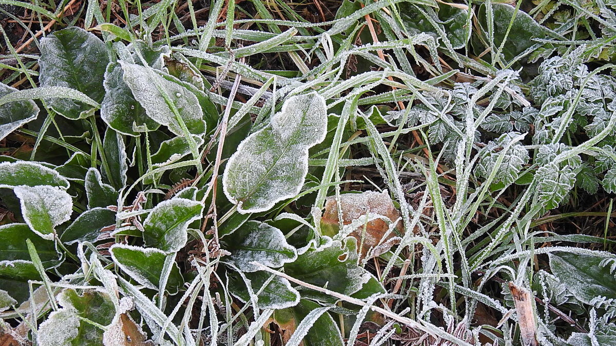 Заморозки... - Natalia Harries