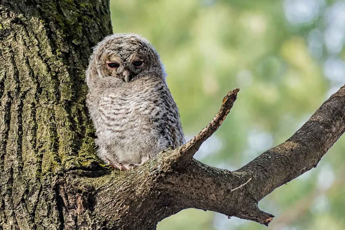 Совёнок. - Николай Охотник