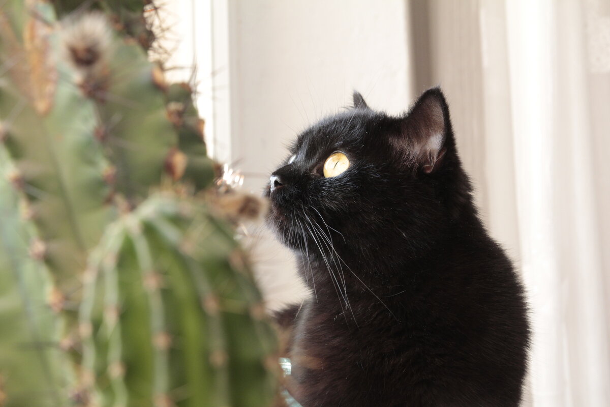 .... - васек задунайский