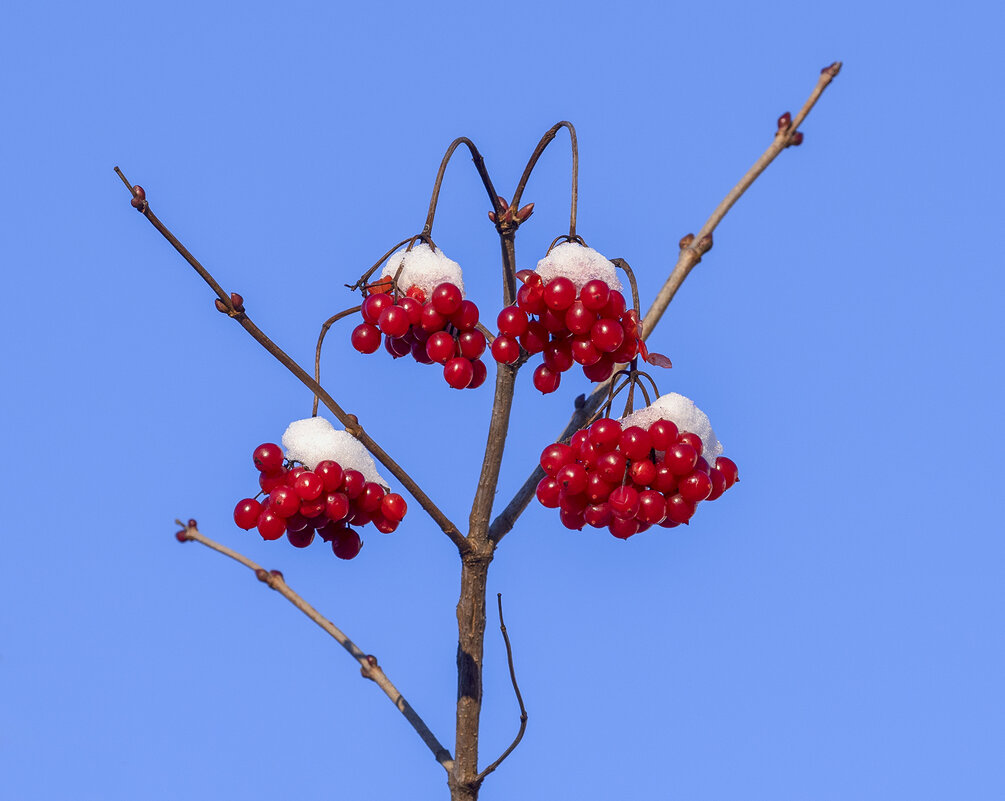 viburnum - Zinovi Seniak