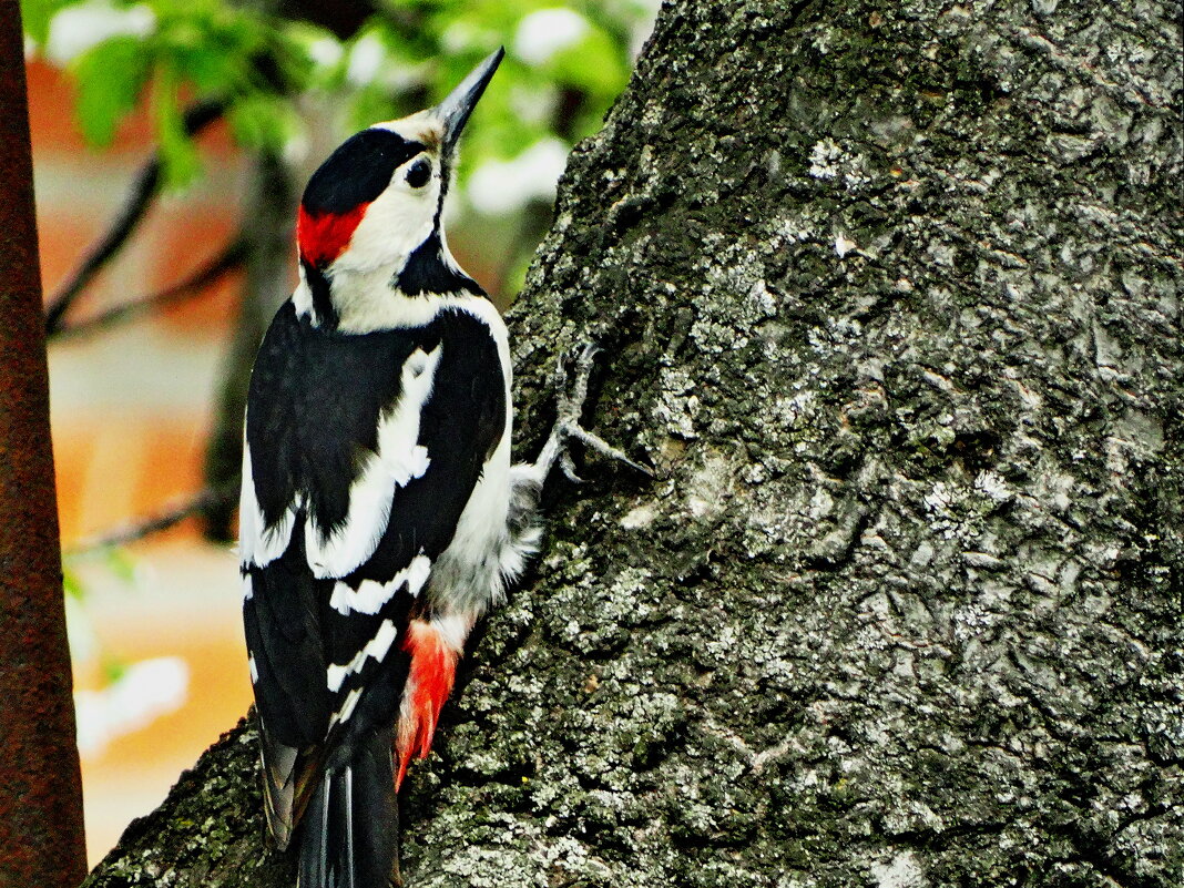 Сири́йский дя́тел (лат. Dendrocopos syriacus) — птица семейства дятловых. - Ivan Vodonos