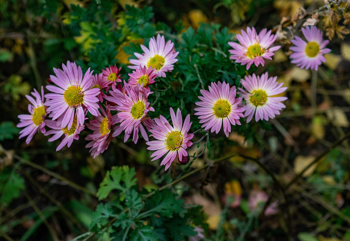 Фотозарисовка - Владимир Кроливец