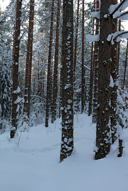 Зимний лес - Ольга 