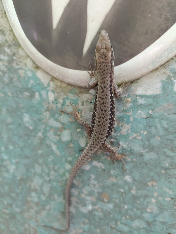 жизнь продолжается... - serg 