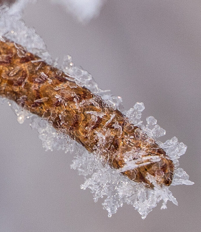 Березовая сережка - Алексей Сметкин