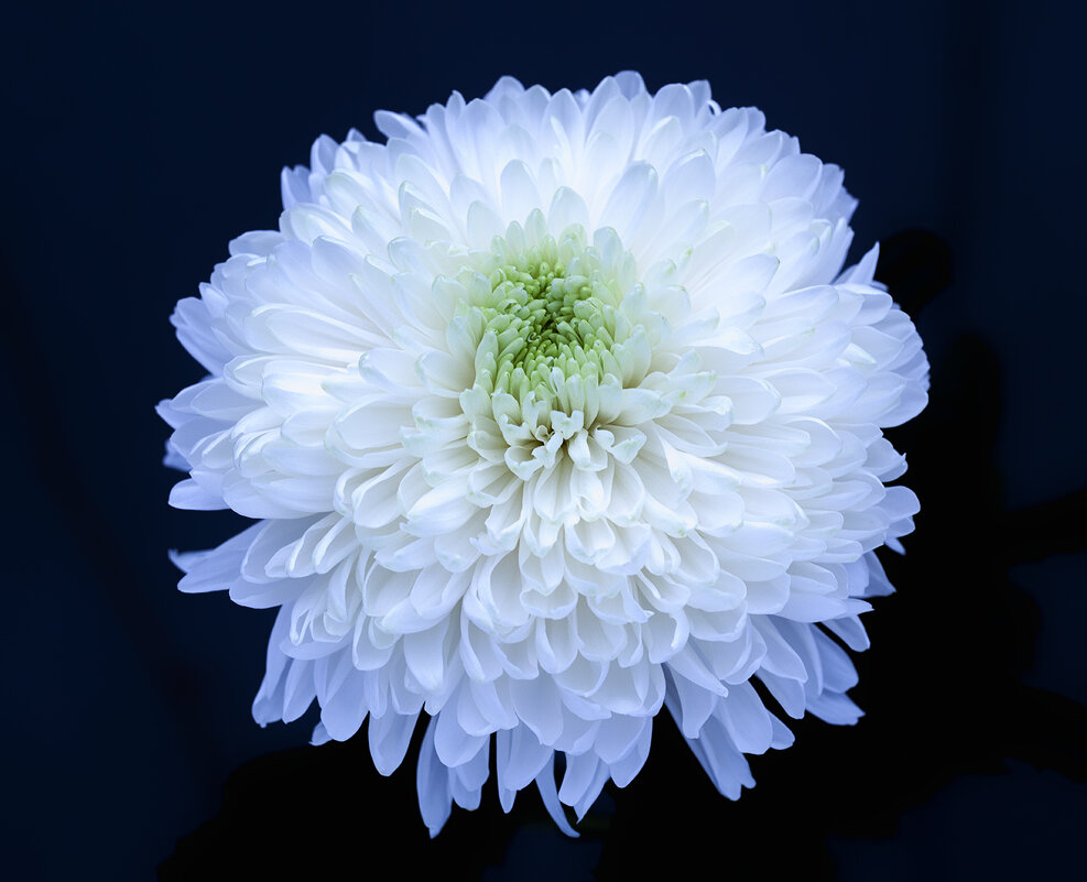 chrysanthemum - Zinovi Seniak