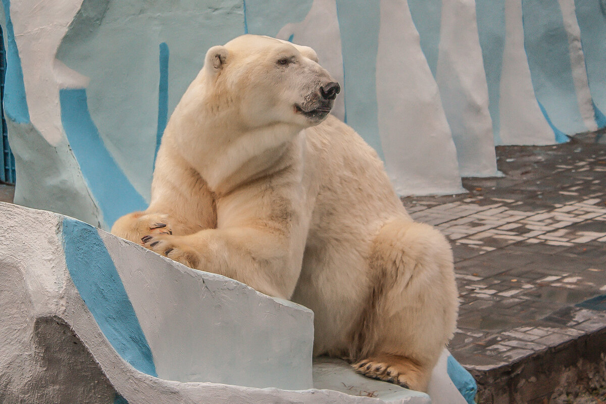 полярный медведь - аркадий полярный медведь - аркадий
