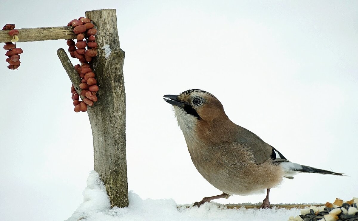 Сойка - bybyakovo Ми