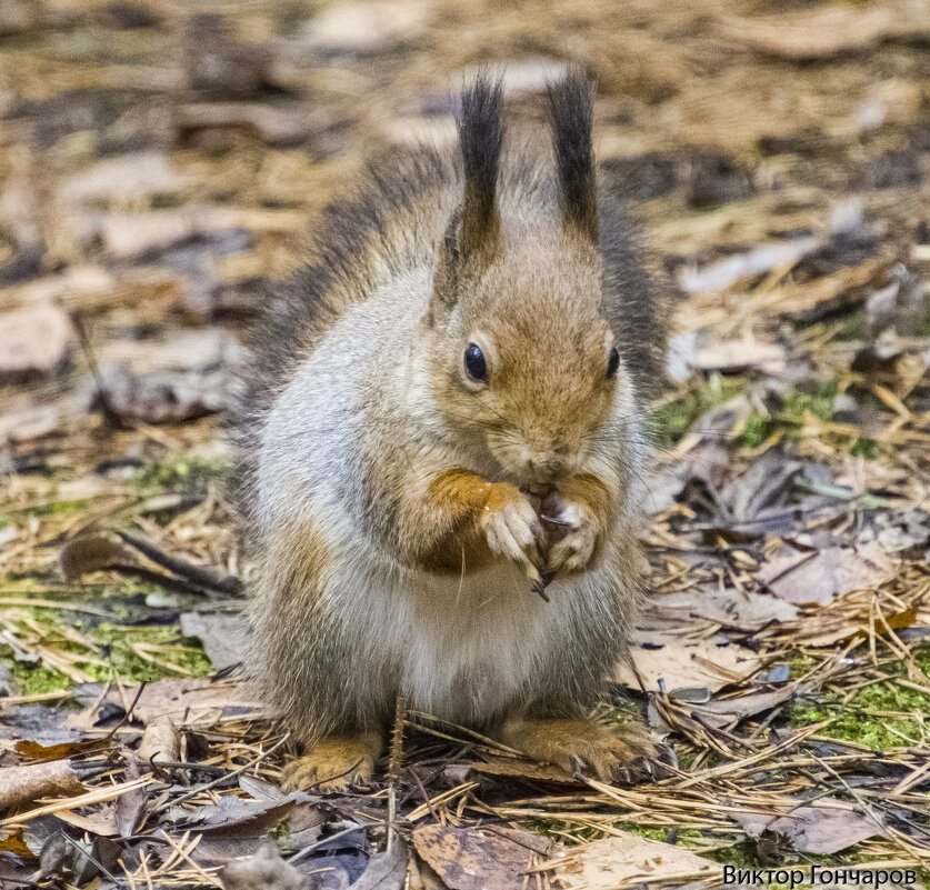 белка - Laryan1 белка - Laryan1