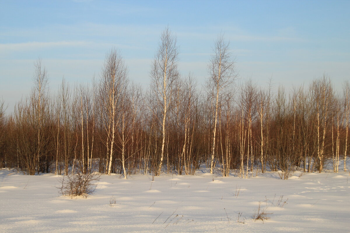 Стоят Деревья - Илья Стоят Деревья - Илья