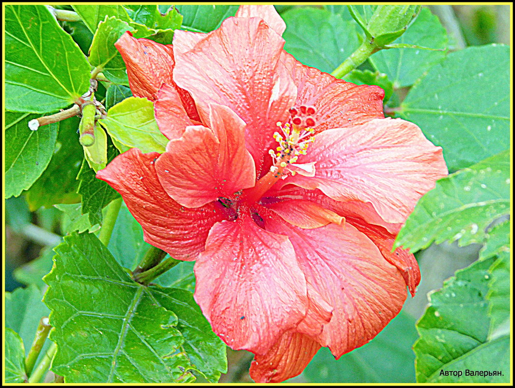 Гибискус. - Валерьян Запорожченко