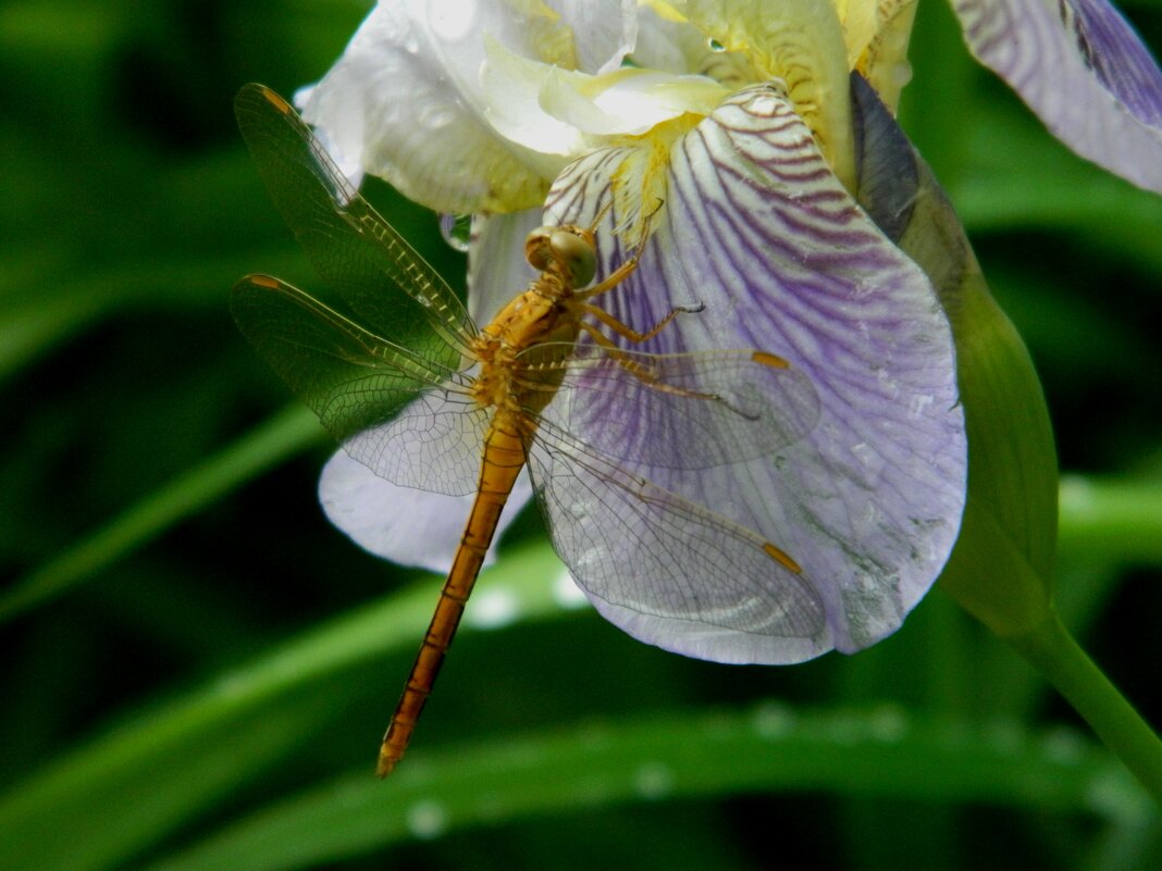 О  СТРЕКОЗАХ... - Галина 