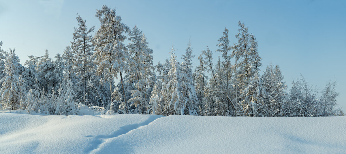 Снежная свежесть - Galina Iskandarova