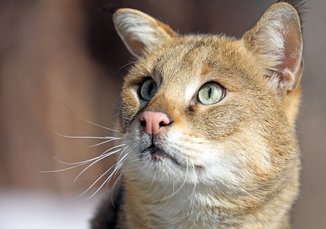 камышовый - Михаил Бибичков камышовый - Михаил Бибичков
