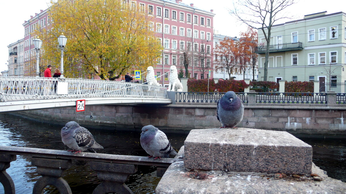 СПб. Канал Грибоедова - Таэлюр 