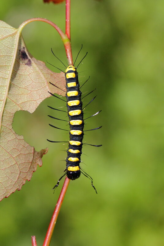 Гусеница стрельчатки ольховой (Acronicta alni (Linnaeus, 1767)) - Павел Морозов