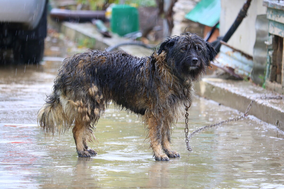 Под дождем - Сергей Скорик