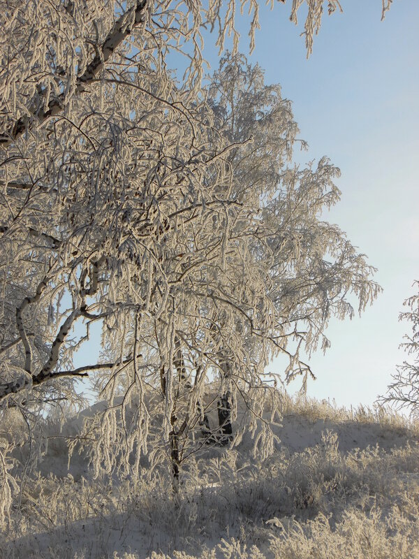 В снежном ажуре. - nadyasilyuk Вознюк