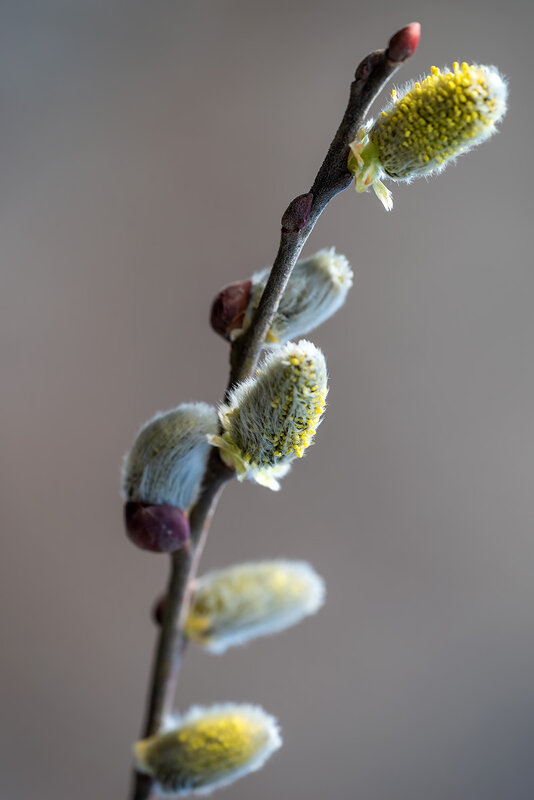 Робкие шаги весны - Александр Земляной Робкие шаги весны - Александр Земляной