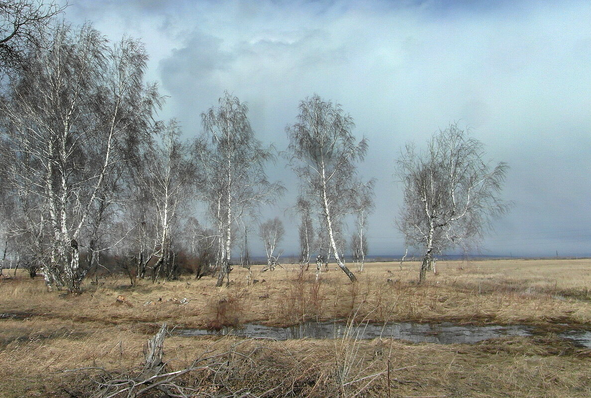 БЕРЁЗЫ. - nadyasilyuk Вознюк