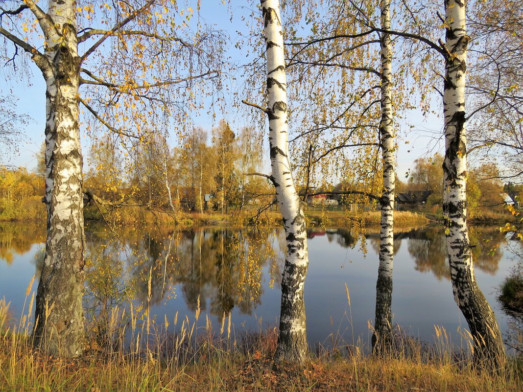 осенние березки - НАТАЛЬЯ 