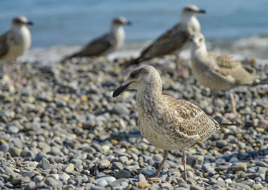 + - Юрий Бичеров