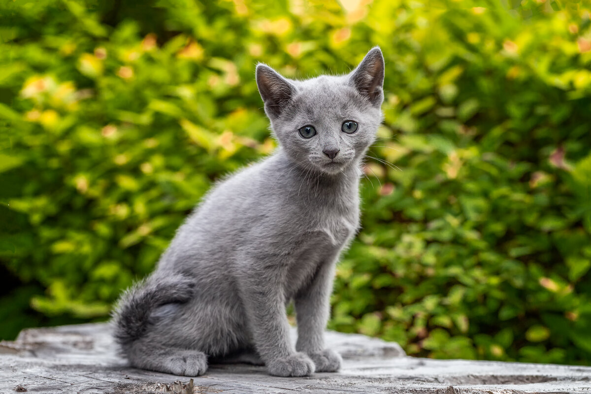 Котята, русская голубая 2 мес 1 нед. Питомник Гиперборей фото 9. - Герман Воробьев