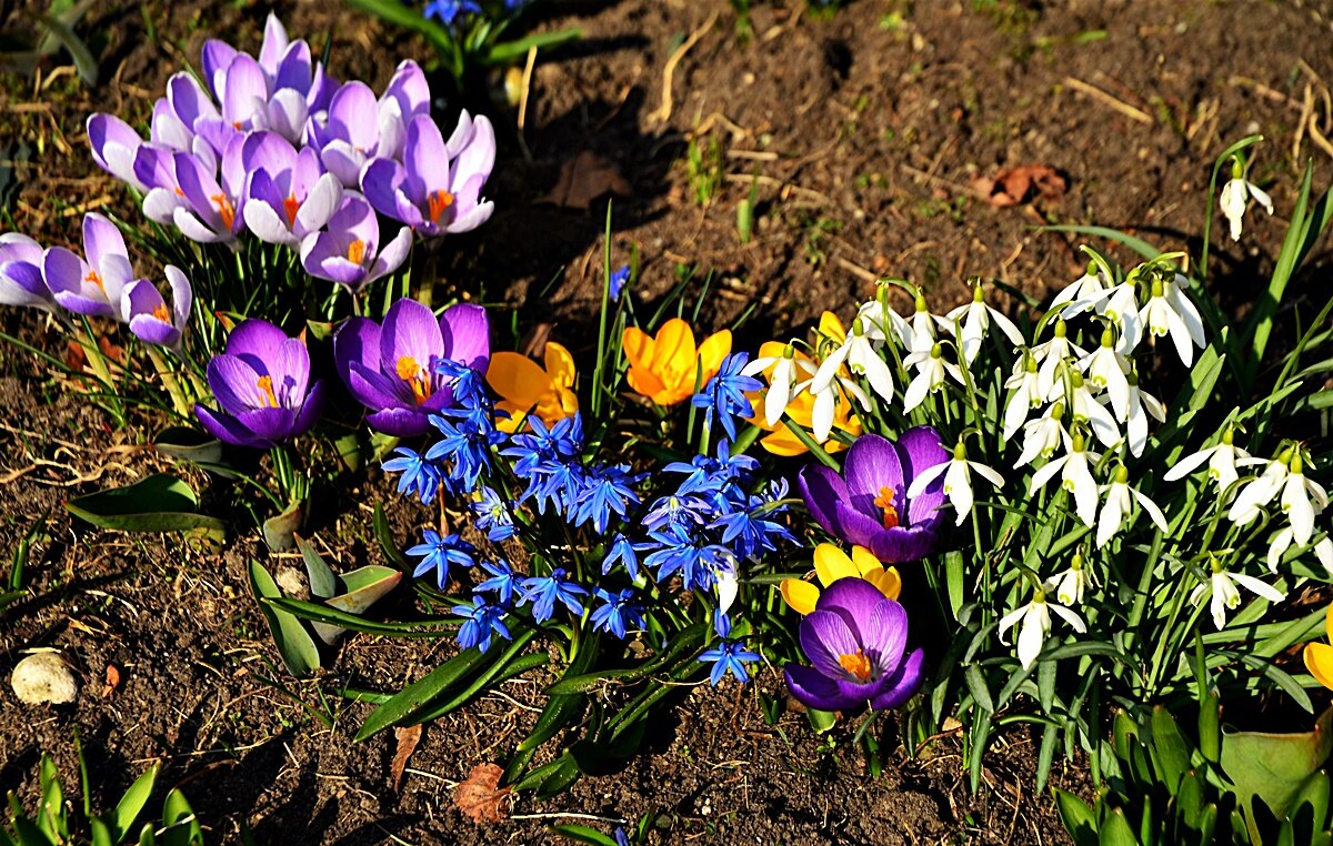 Флора - Валерий Перевозчиков