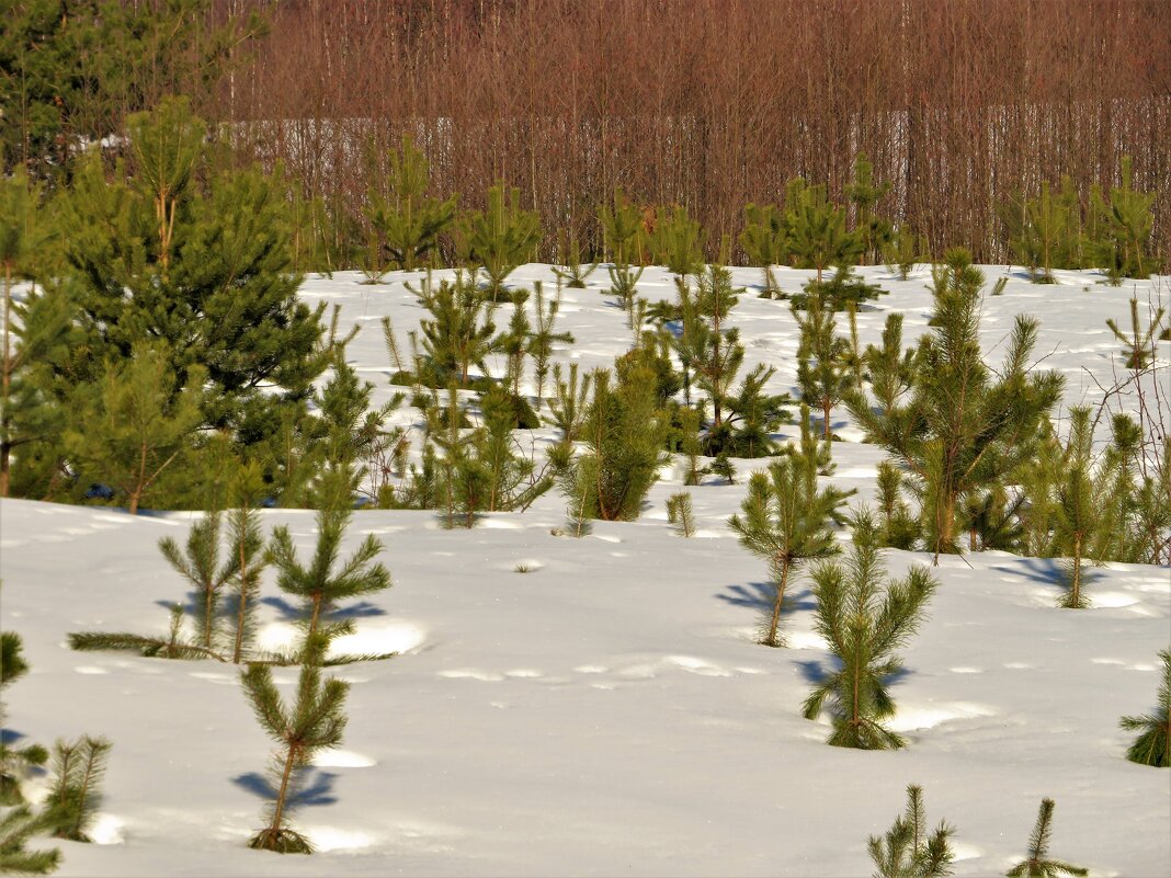 ......... - Ольга Митрофанова