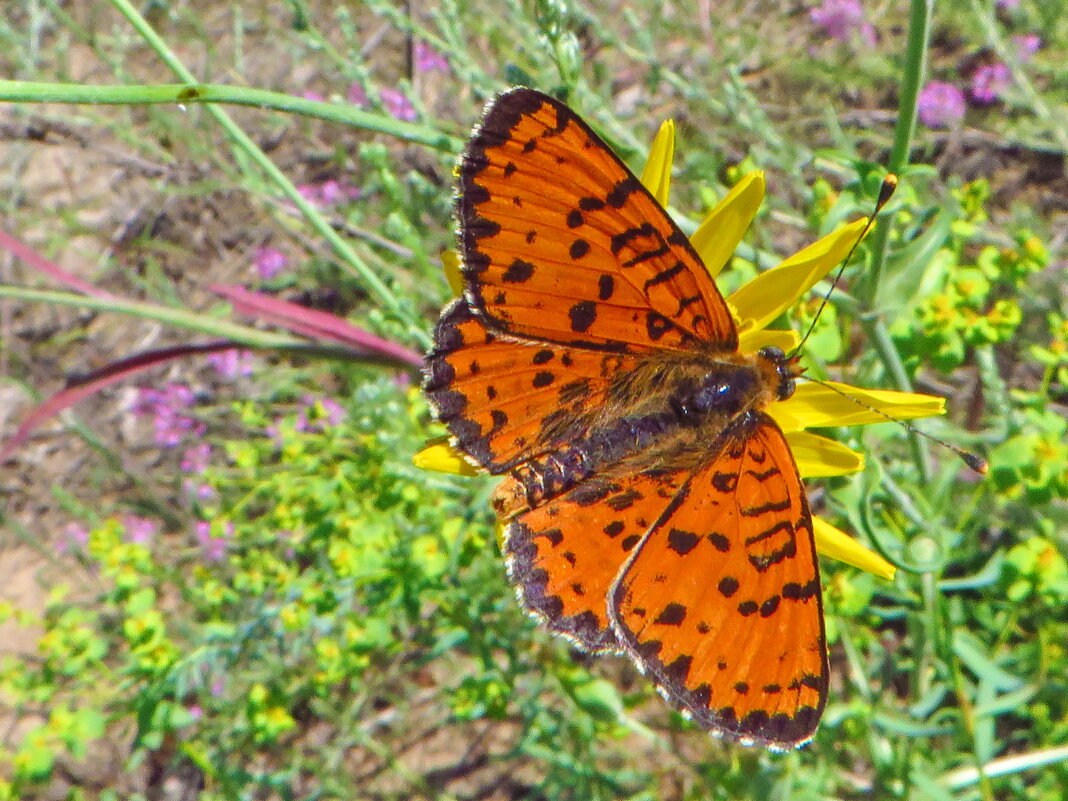 Рябець червоний (Melitaea didyma) — вид денних метеликів родини сонцевиків (Nymphalidae - Ivan Vodonos