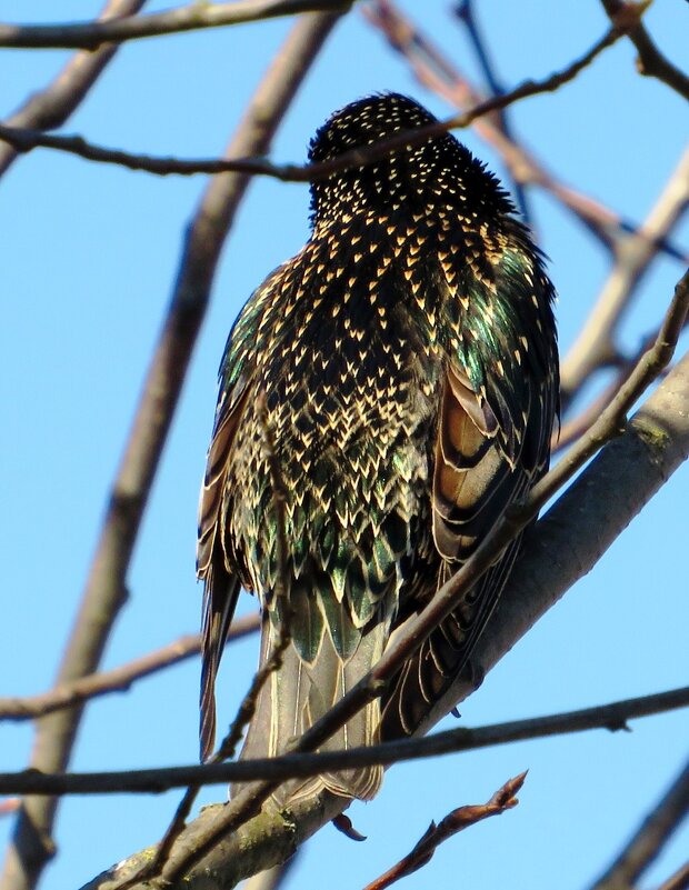 С пёстренькой спиной - Андрей Снегерёв