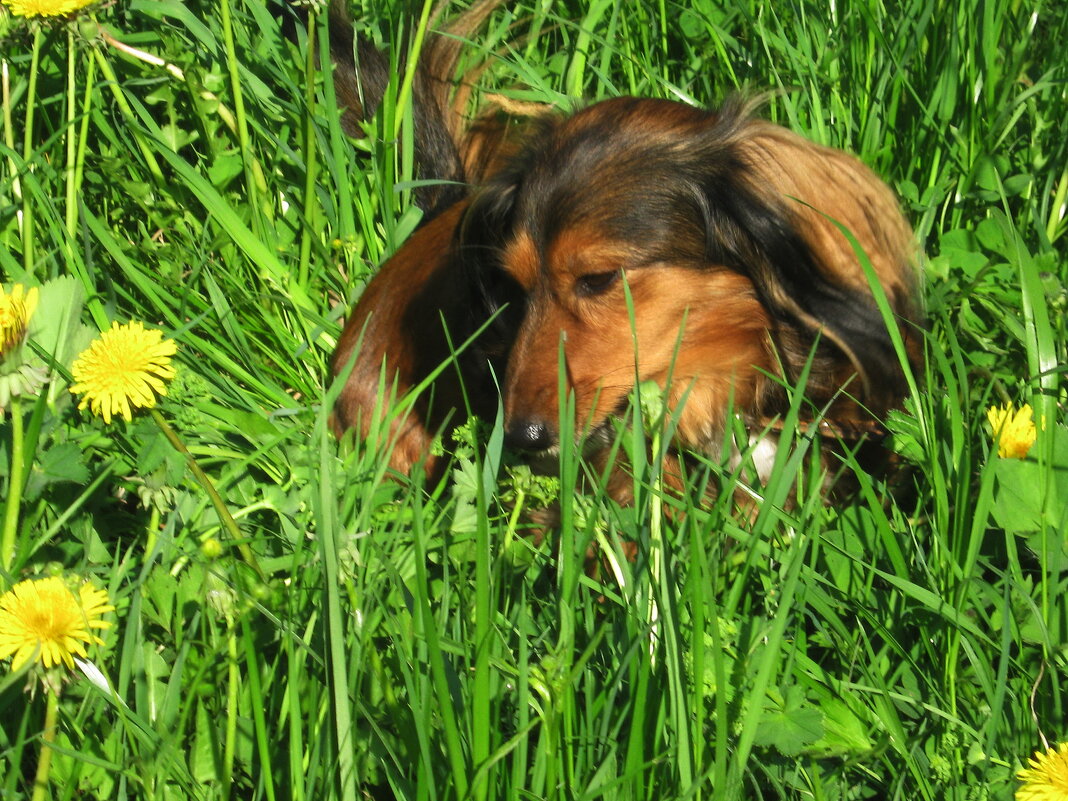 Майское настроение... - Tatiana Markova Майское настроение... - Tatiana Markova