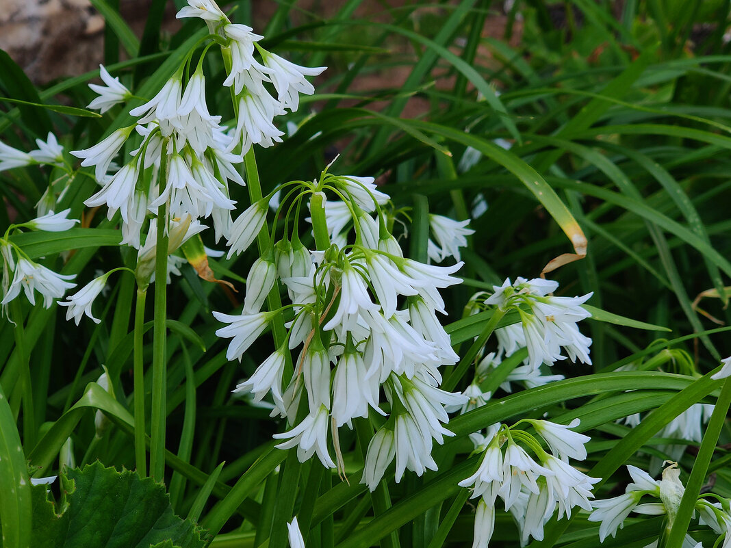 Лук трёгранный. - Светлана Хращевская Лук трёгранный. - Светлана Хращевская