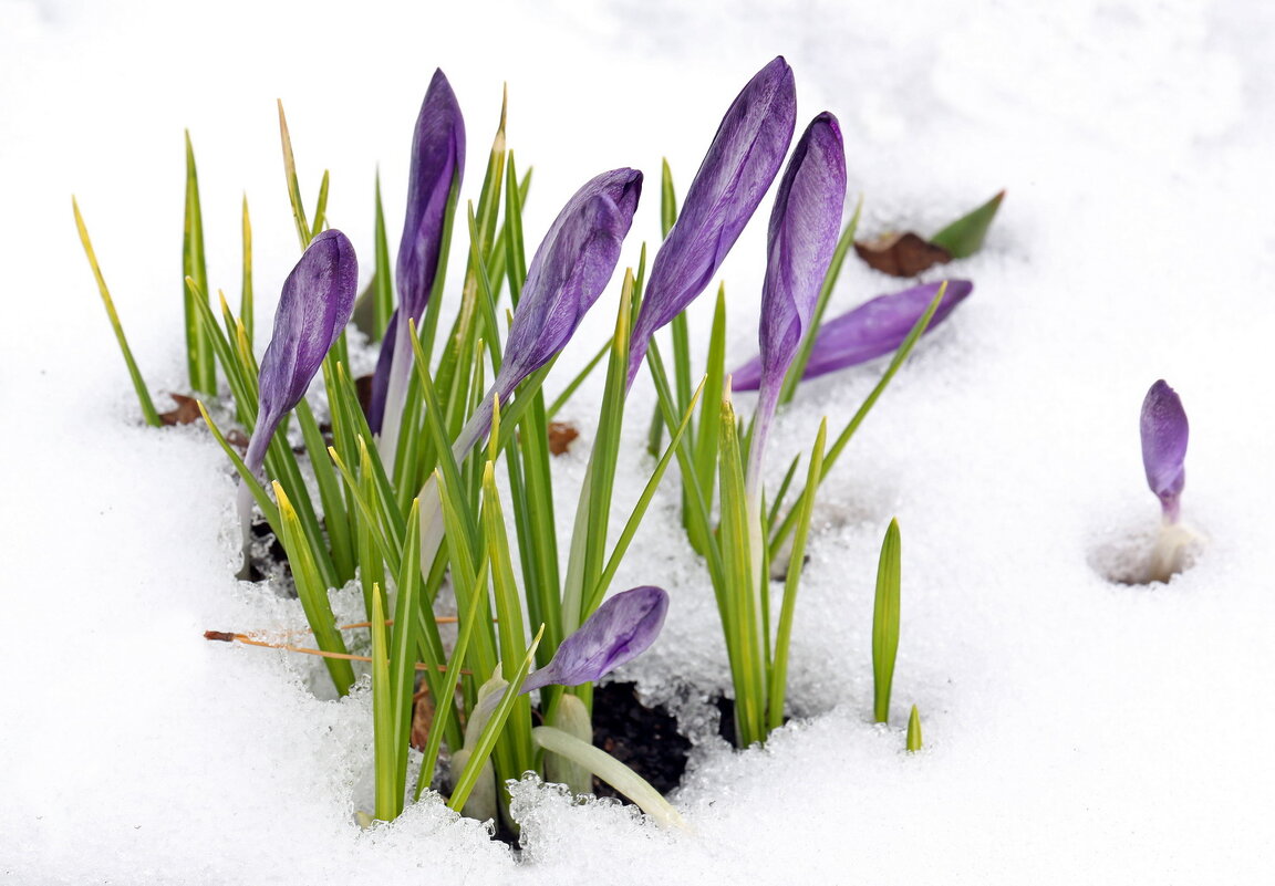 крокусы 31 марта - Михаил Бибичков