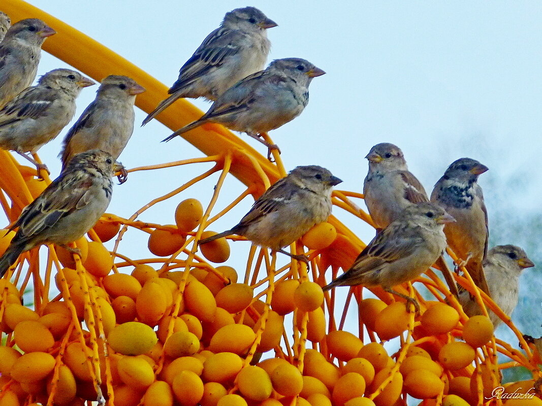 Солнышка встало - птички проснулись - Raduzka (Надежда Веркина) Солнышка встало - птички проснулись - Raduzka (Надежда Веркина)