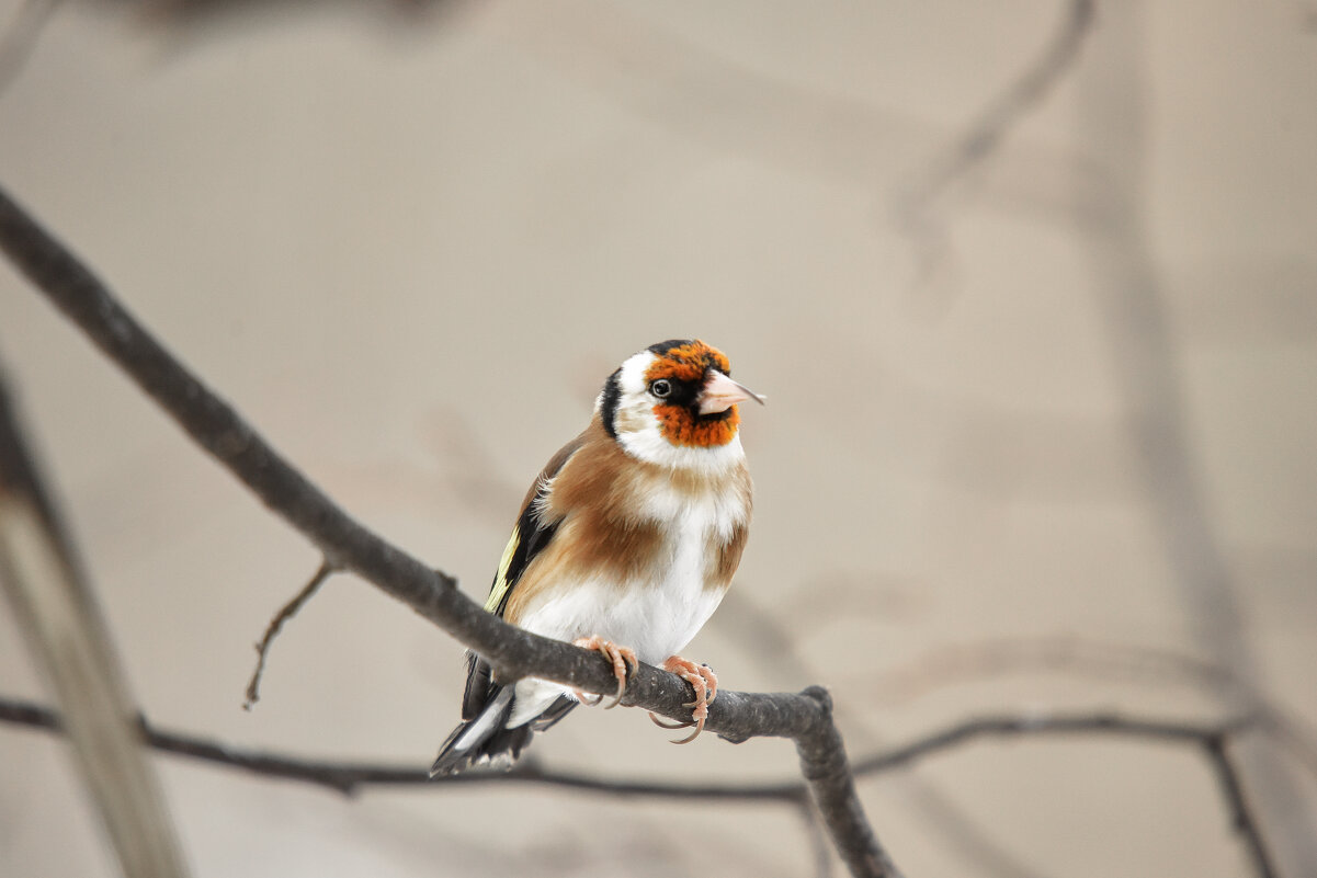 ** - Зинаида Манушкина ** - Зинаида Манушкина