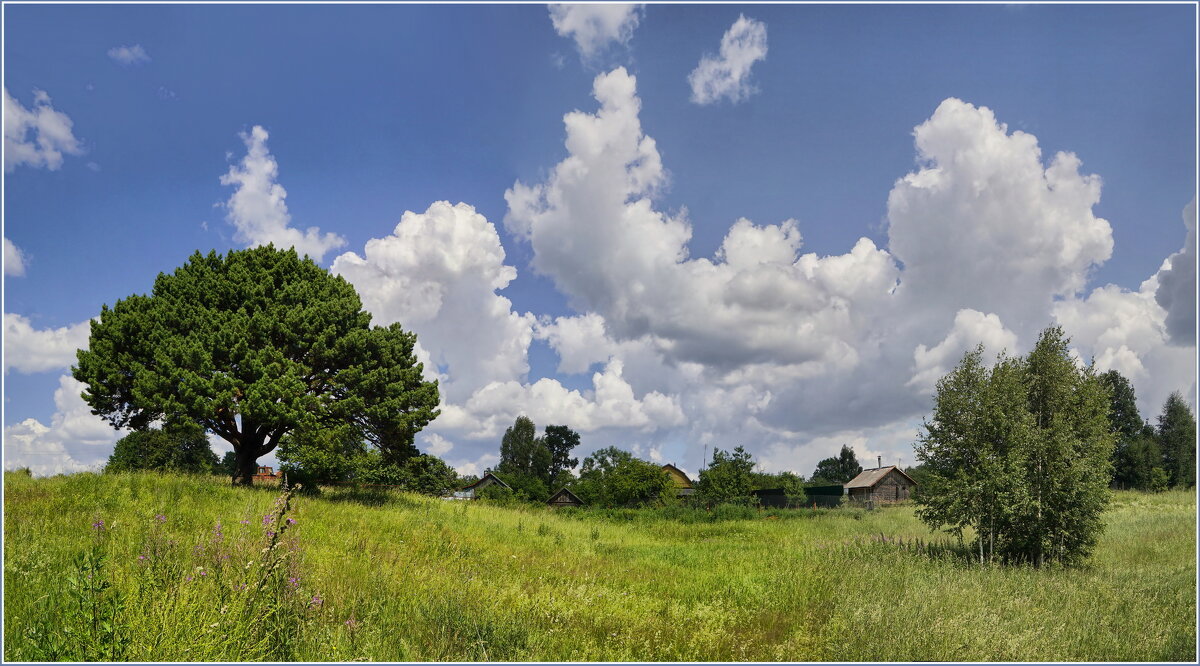 Реликтовая сосна - Татьяна repbyf49 Кузина Реликтовая сосна - Татьяна repbyf49 Кузина