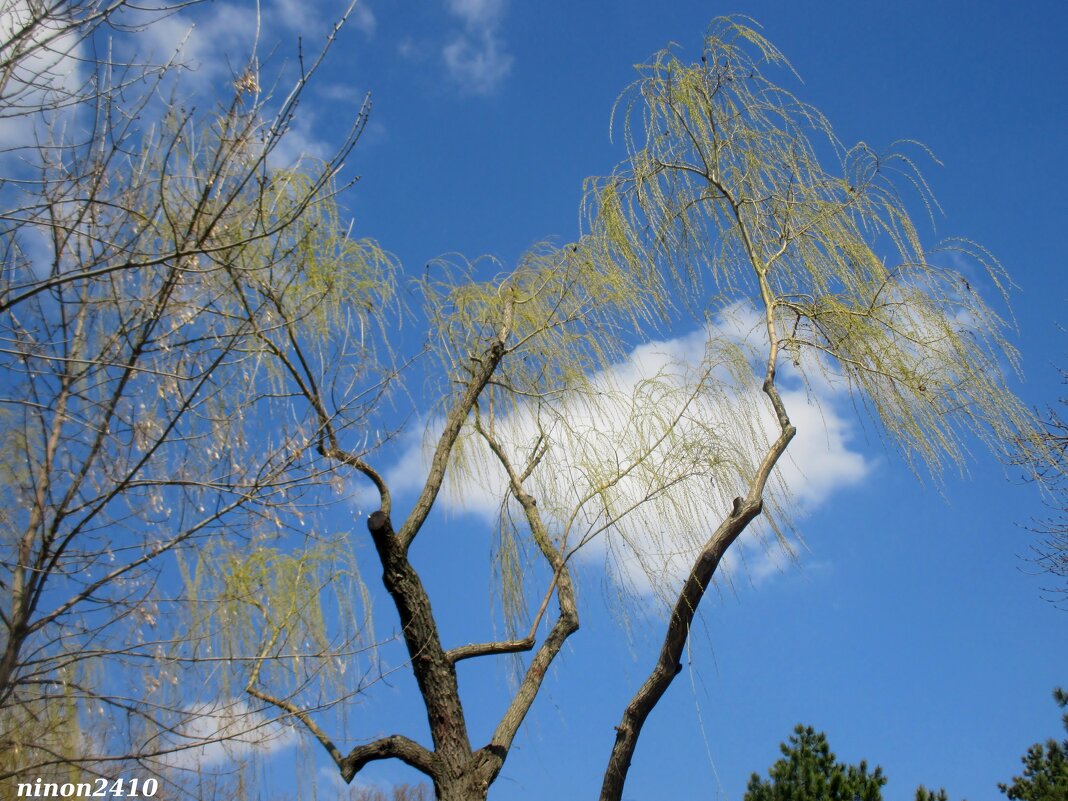 Апрель - Нина Бутко