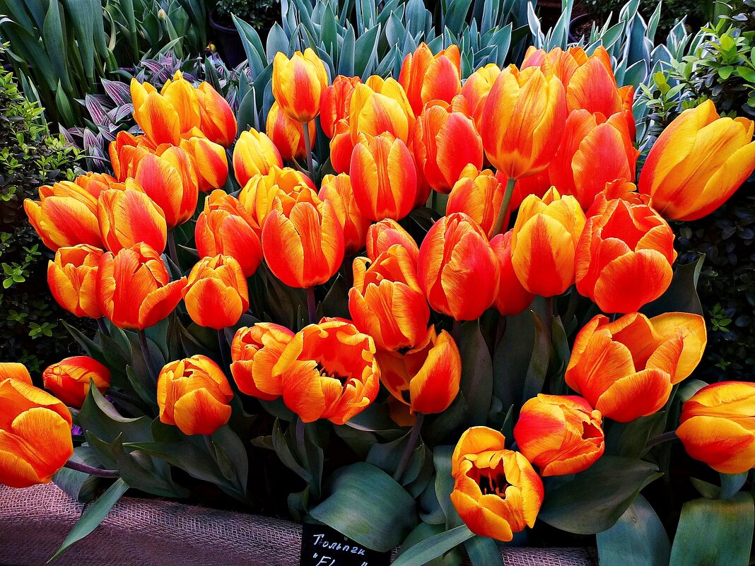 Тюльпаны - Лидия Бусурина Тюльпаны - Лидия Бусурина