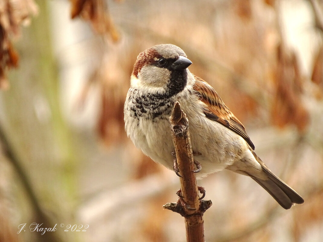 * - Елена Kазак (selena1965)