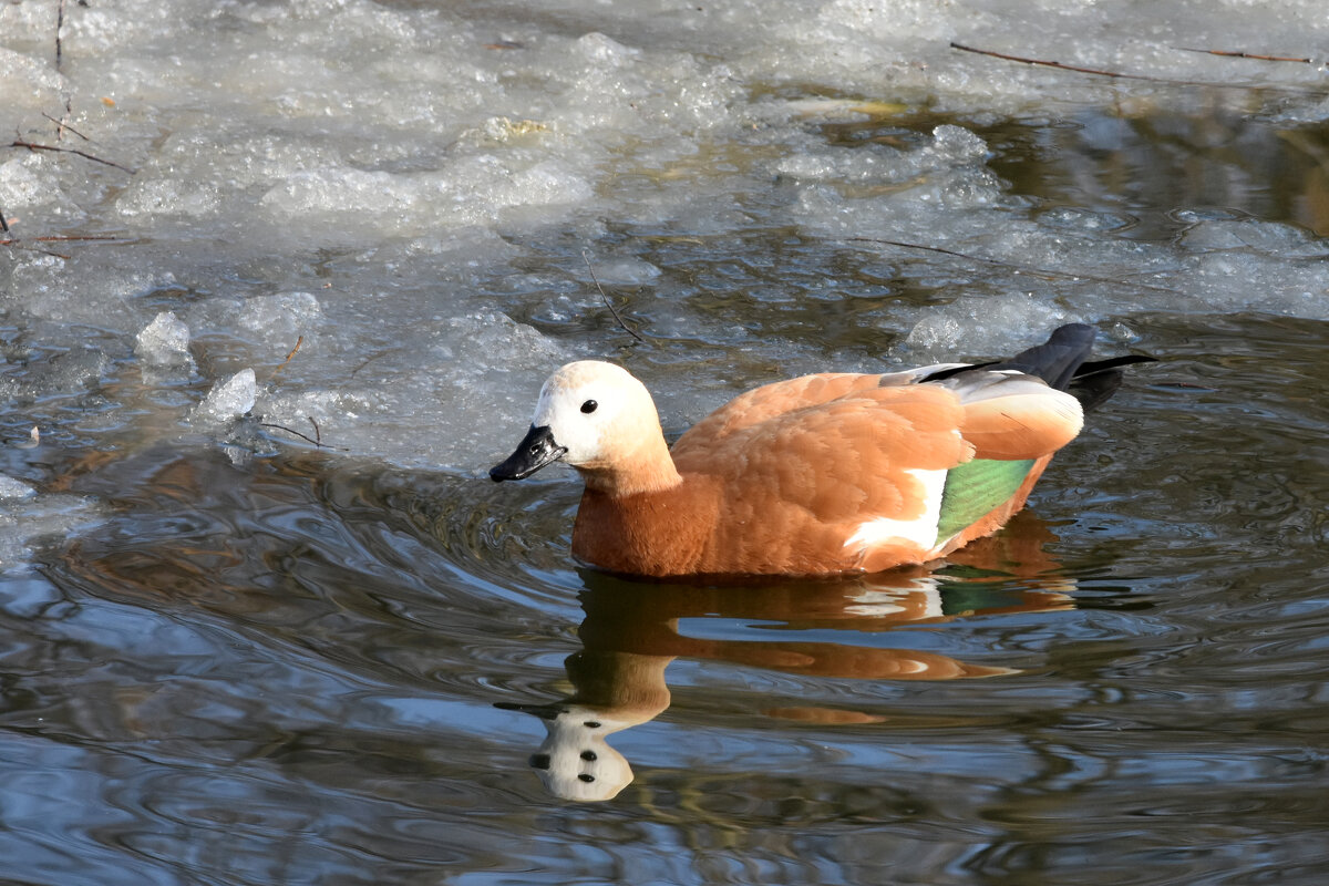 Москва. Воронцовский парк. Пруд. Огари прилетели... - Наташа ***** Москва. Воронцовский парк. Пруд. Огари прилетели... - Наташа *****