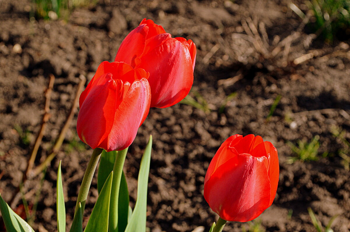 Майское) - Татьяна Лютаева Майское) - Татьяна Лютаева