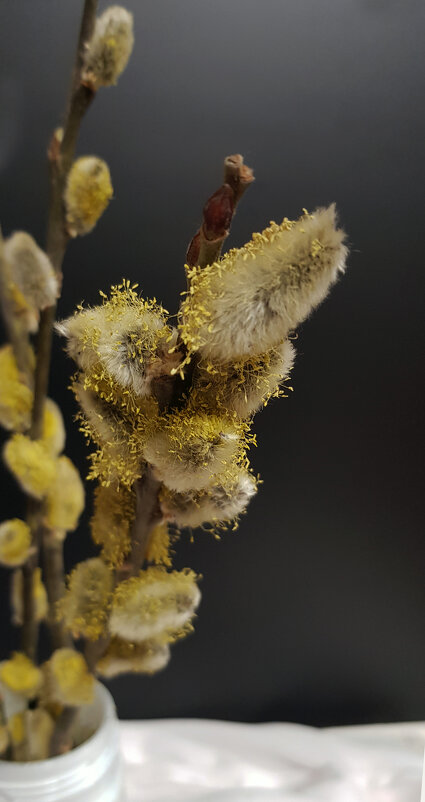 Верба - Наталья (D.Nat@lia) Верба - Наталья (D.Nat@lia)