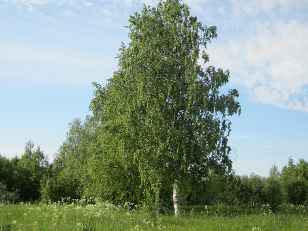 Неофициальные символы русской культуры -БЕРЁЗА - ЛЮДМИЛА 