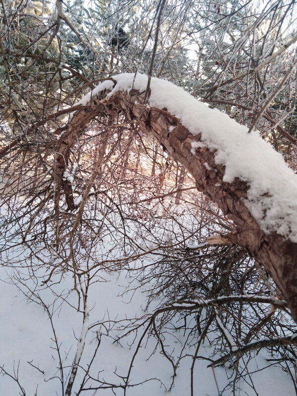 Зимний пейзаж - Ирина Алпацкая