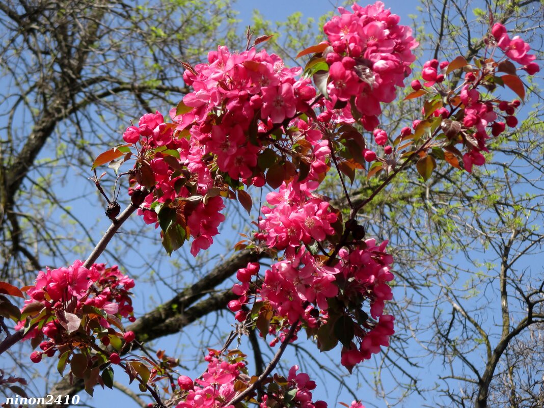 Яблоня декоративная - Нина Бутко
