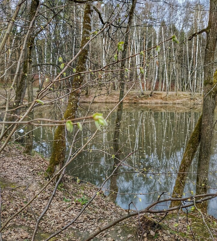 пробуждается природа - Валентина. .