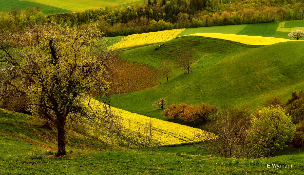 spring - Elena Wymann